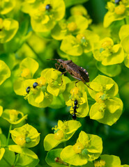 Spotted herbivorous bug on Euphorbia flowers in the garden