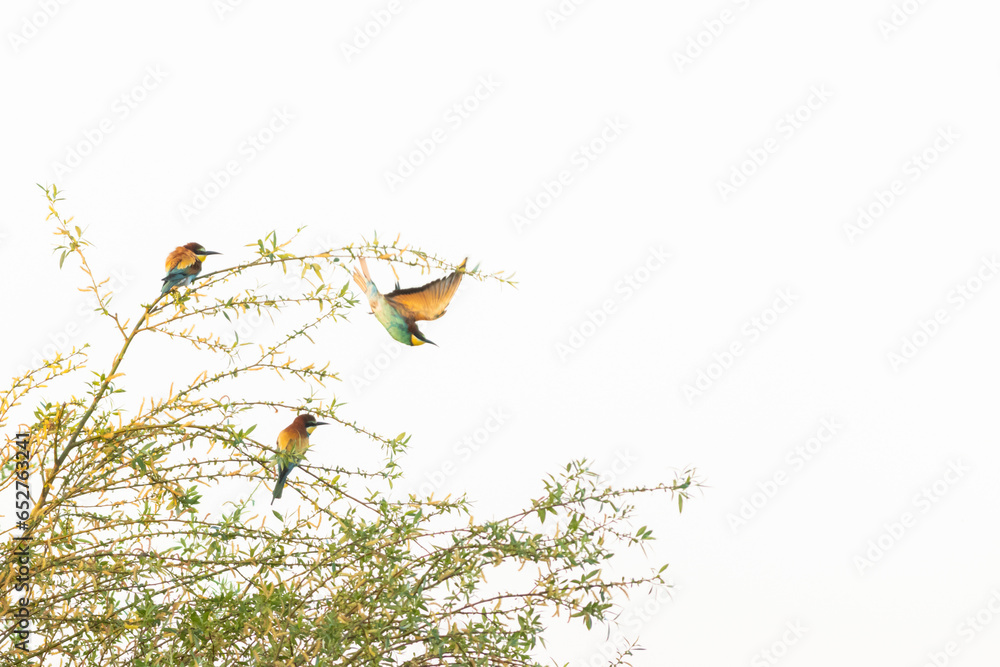 Wall mural Scenic view of European bee-eaters perched on tree branches in daylight