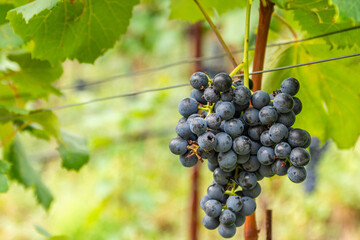 Naklejka premium bunch of grapes