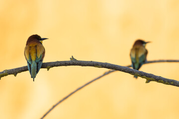 Scenic view of a European bee-eater perched on a branch in a blurred background