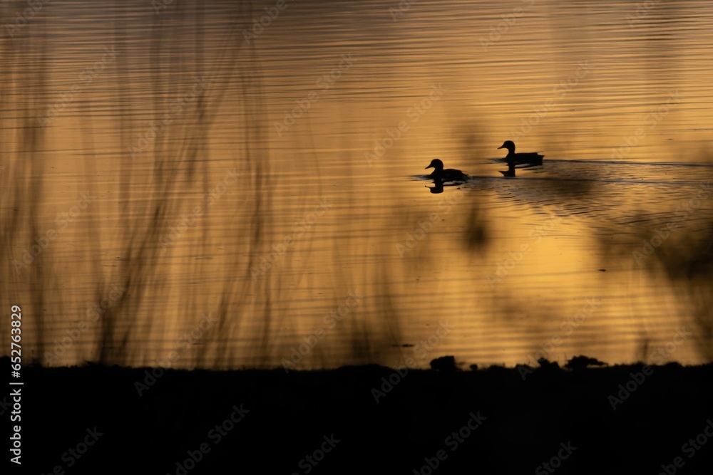 Poster dramatic view of a desolate lake with ducks floating on its surface and dry vegetation