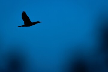 Geese soaring through the tranquil, midnight blue night sky