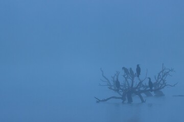 Dramatic view of birds perched  on a tree over  a tranquil body of water covered by fog
