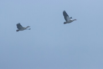 Flock of geese soaring through the tranquil sky covered by fog