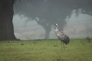 Hooded Crane standing in a meadow surrounded by trees in a foggy atmosphere