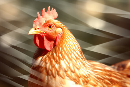 Poultry hen pasture bird chickens animal