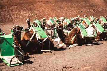 Fototapeta premium Group of camel caravan in the dry desert
