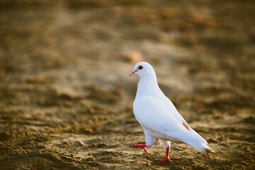 a white pigeon standing on top of dirt field near rocks