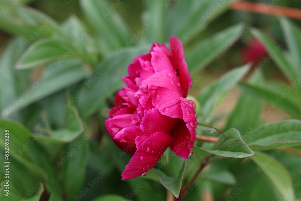 Wall mural Closeup shot of pink peonies in the garden after the rain