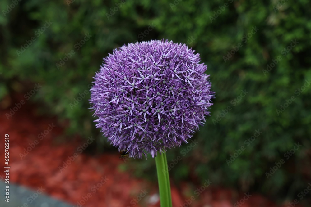 Wall mural Purple flower blooms beautifully in the garden