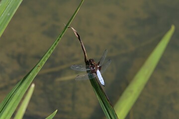 Closeup of dragonfly perching on plant stem