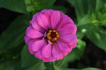 Obraz premium Closeup of pink blooming Zinnia flower with green leaves
