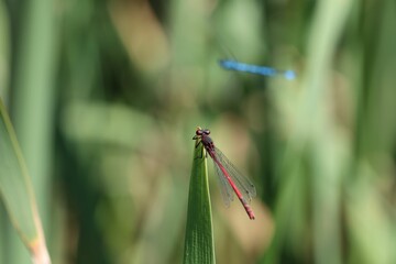 Closeup of large red damselfly perching on plant stem
