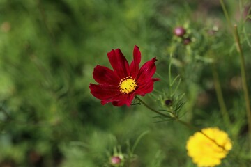 Closeup shot of a cosmos flower against a green background