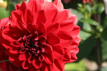 Closeup shot of a red dahlia flower in the park on a sunny day