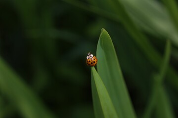 Selective focus shot of a ladybug on green leaf in a sunny day