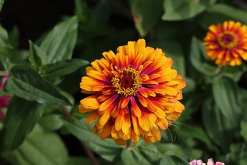 Closeup shot of an orange Zinnia elegans (Violacea) with green leaves on the blurred background