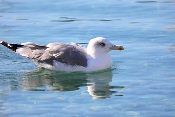 Closeup view of a seagull swimming on the waves