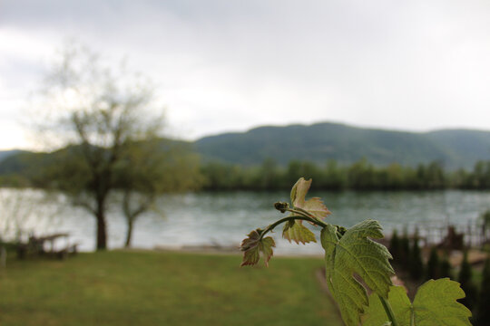 Scean of vine branch in focus and mystical river in the background. Spring time on the river.