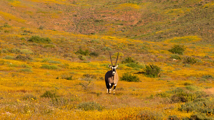 A gemsbok surrounded by yellow flowers.