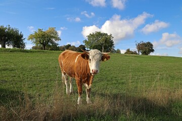 Fototapeta na wymiar Brown and white cow in the pasture on a clear day