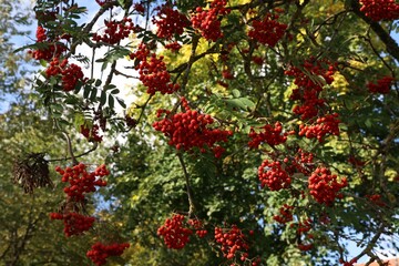 Fototapeta na wymiar Low-angle shot of the red rowan berries on the rowan tree branches