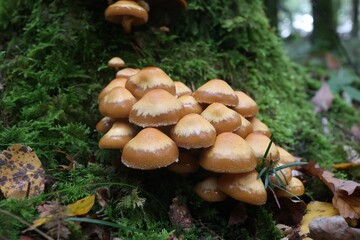 Autumn mushrooms grow in the forest on a stump