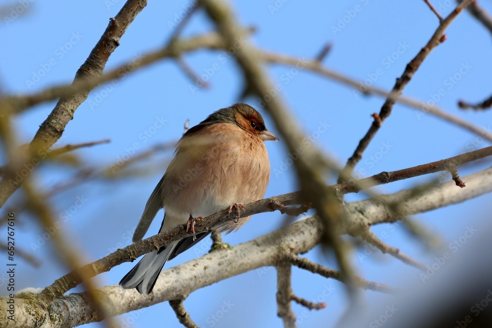 Poster a bird sitting on a branch of a tree while looking off in the distance