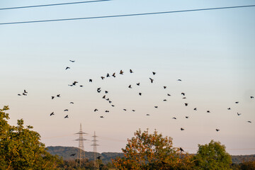 Obraz premium Strommast in der Abendsonne
