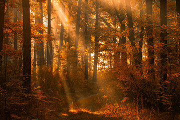Whispers of Dawn: Sunbeams Painting Magic in the Misty Forest