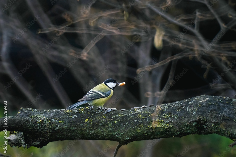 Poster image of a single great tit little bird on a tree branch.