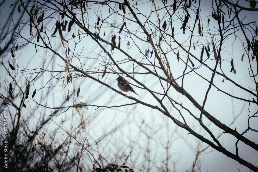 Poster image of a little bird on a tree branch.