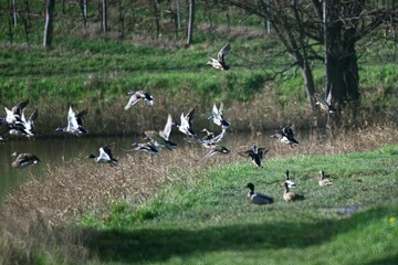 Fototapeta na wymiar Image of flying ducks in the green garden by the lake.