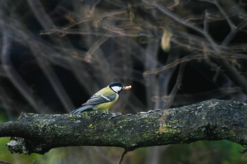 Image of a single Great tit little bird on a tree branch.