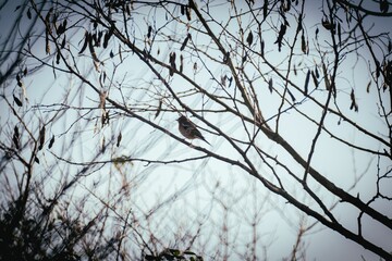 Image of a little bird on a tree branch.
