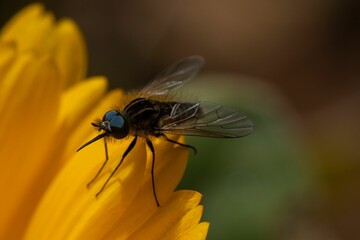 Macro view of a fly standing on a bright and yellow flower