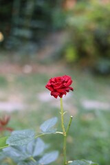 Vibrant red rose surrounded by lush green foliage with a blurred background