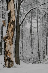 Fototapeta premium Group of leafless trees in snow-covered forest in winter