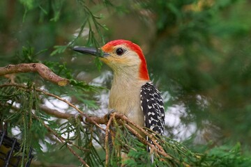 A close-up shot of a Red-bellied woodpecker sitting on a tree branch