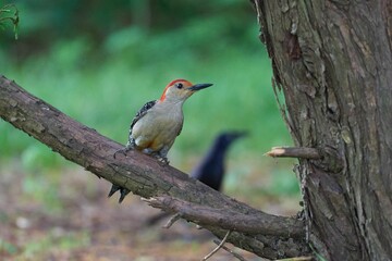 Fototapeta premium A close-up shot of a Red-bellied woodpecker sitting on a tree branch