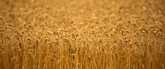 Golden Tranquility: Capturing Autumn's Serenity in the Woods