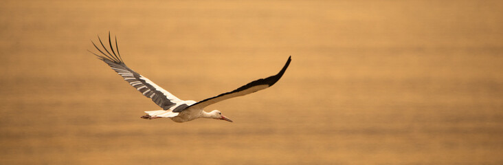 Graceful Stork Soaring Above a Golden Wheat Field