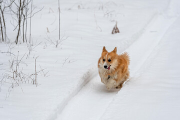 Wales Corgi Pembroke runs through the snow on a cold winter day