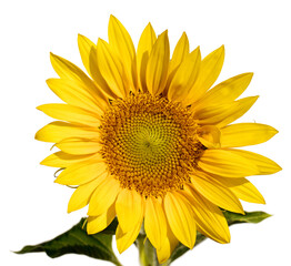 Fototapeta premium Radiant Sunflower: A Splash of Yellow on a Pure White Canvas