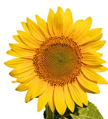 Fototapeta premium The Golden Bloom: Sunflower's Vibrance on a Clean White Palette