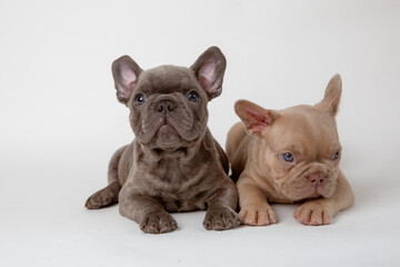 two french bulldog puppies sitting on a white background