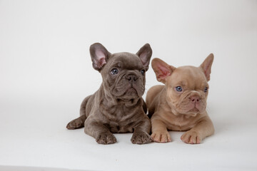 two french bulldog puppies sitting on a white background