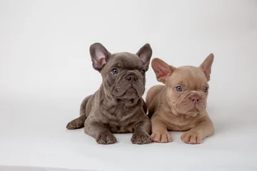 Crédence en verre imprimé Bulldog français two french bulldog puppies sitting on a white background