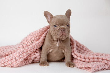 funny French bulldog puppy wrapped in a knitted plaid with glasses on a white background