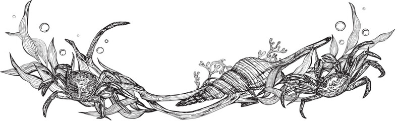 Marine composition banner of shells, driftwood algae with crabs. Black and white hand-drawn graphics translated into vector illustration  © Marina